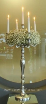 Gypsophila Candelabra