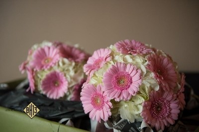 Hydrangea and germini