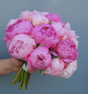 Peony Blend