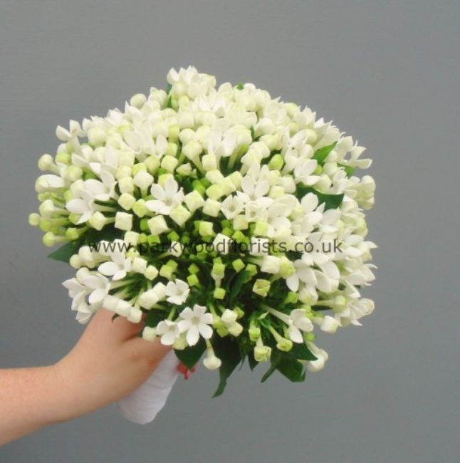 Bouvardia clearance