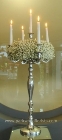 Gypsophila Candelabra