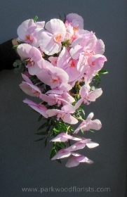 Pale Pink Phalaenopsis Shower