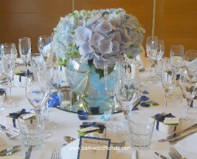 Goldfish Blue Hydrangea