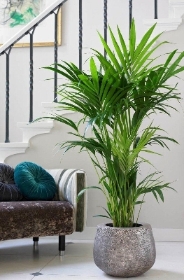 Kentia Palms