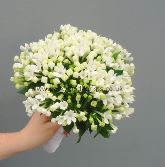 White Bouvardia  WBRI043