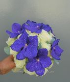 Purple Vanda