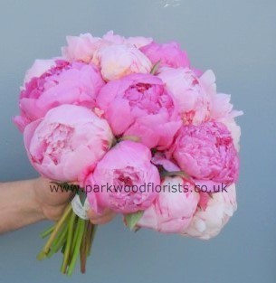 Classic Peonies  WBRI034