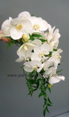 White Orchid Shower  WBRI218